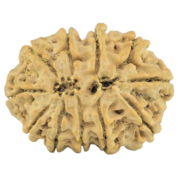 11 MK Gaurishankar 29.5mm 5.66gm - Rudraksha back