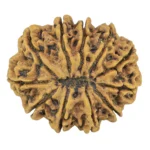 11 Mukhi Rudraksha 31.1mm 6.33gm - Rudraksha back