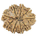 9 Mukhi Rudraksha 30.5mm 6.19gm - Rudraksha back