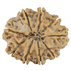 9 Mukhi Rudraksha 30.5mm 6.19gm - Rudraksha back