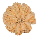 8 Mukhi Rudraksha 26.7mm 5.9gm - Rudraksha back