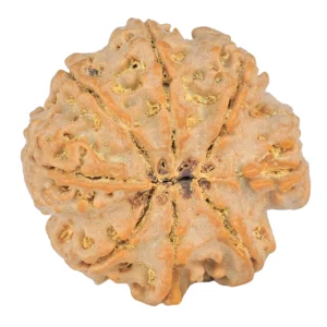 8 Mukhi Rudraksha 26.7mm 5.9gm - Rudraksha back