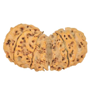 9 MK Gaurishankar 38.6mm 6.7gm - Rudraksha back