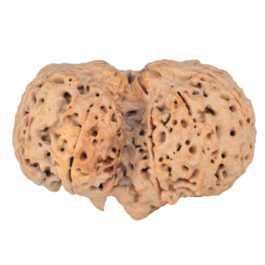 9 MK Gaurishankar 41.4mm 11.66gm - Rudraksha back