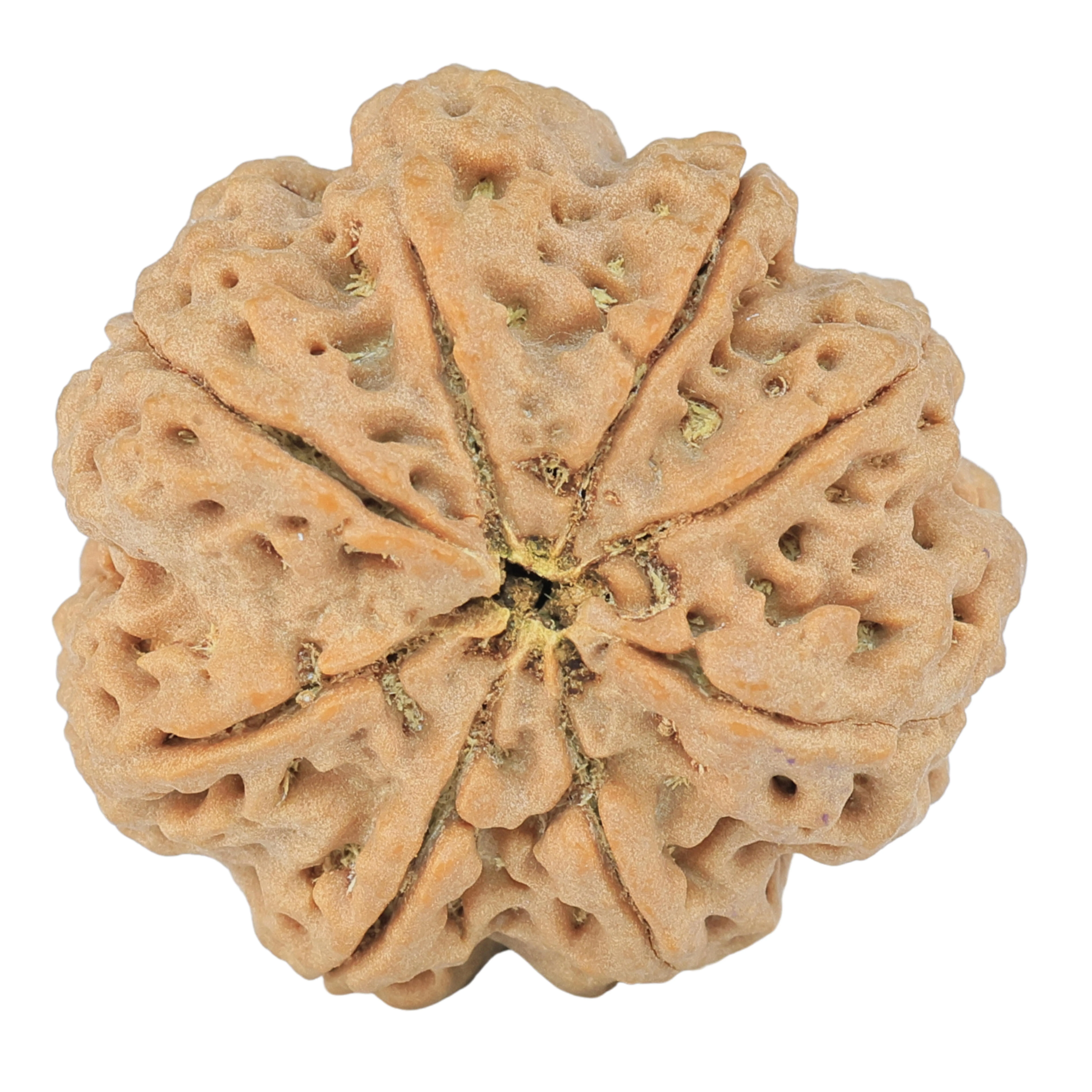 8 Mukhi Rudraksha 29.3mm 8.11gm - Rudraksha back