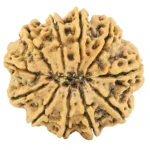 11 Mukhi Rudraksha 32.7mm 8gm - Rudraksha back