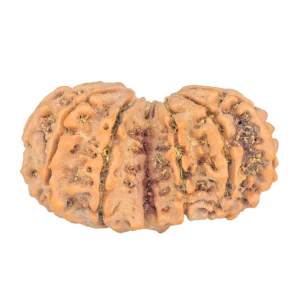 12 MK Gaurishankar 34.2mm 6.31gm - Rudraksha back
