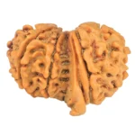 10 Mukhi G.S & Ganesh 27.7mm 3.76gm - Rudraksha back