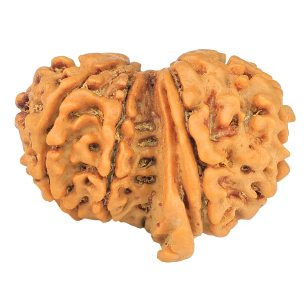 10 Mukhi G.S & Ganesh 27.7mm 3.76gm - Rudraksha back