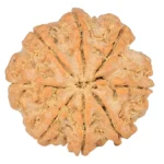 8 Mukhi Rudraksha 22.4mm 4.16gm - Rudraksha back