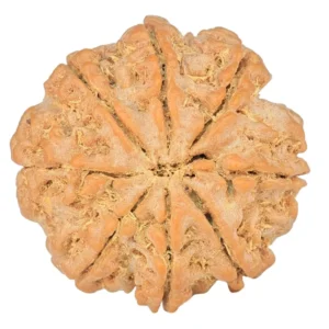 8 Mukhi Rudraksha 22.4mm 4.16gm - Rudraksha back