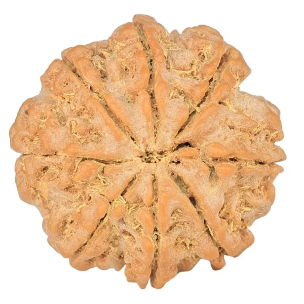 8 Mukhi Rudraksha 22.4mm 4.16gm - Rudraksha back