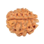1 Mukhi Rudraksha 18.9mm 2.09gm - Rudraksha back