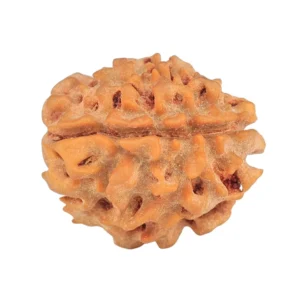 1 Mukhi Rudraksha 18.9mm 2.09gm - Rudraksha back
