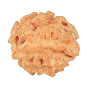 1 Mukhi Rudraksha 21mm 2.87gm - Rudraksha back