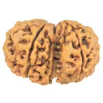 7 MK Gaurishankar 27.1mm 3.91gm - Rudraksha back