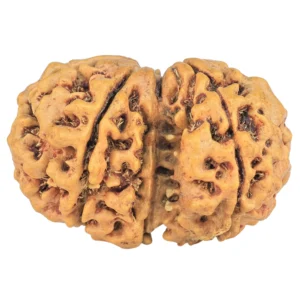 7 MK Gaurishankar 27.1mm 3.91gm - Rudraksha back
