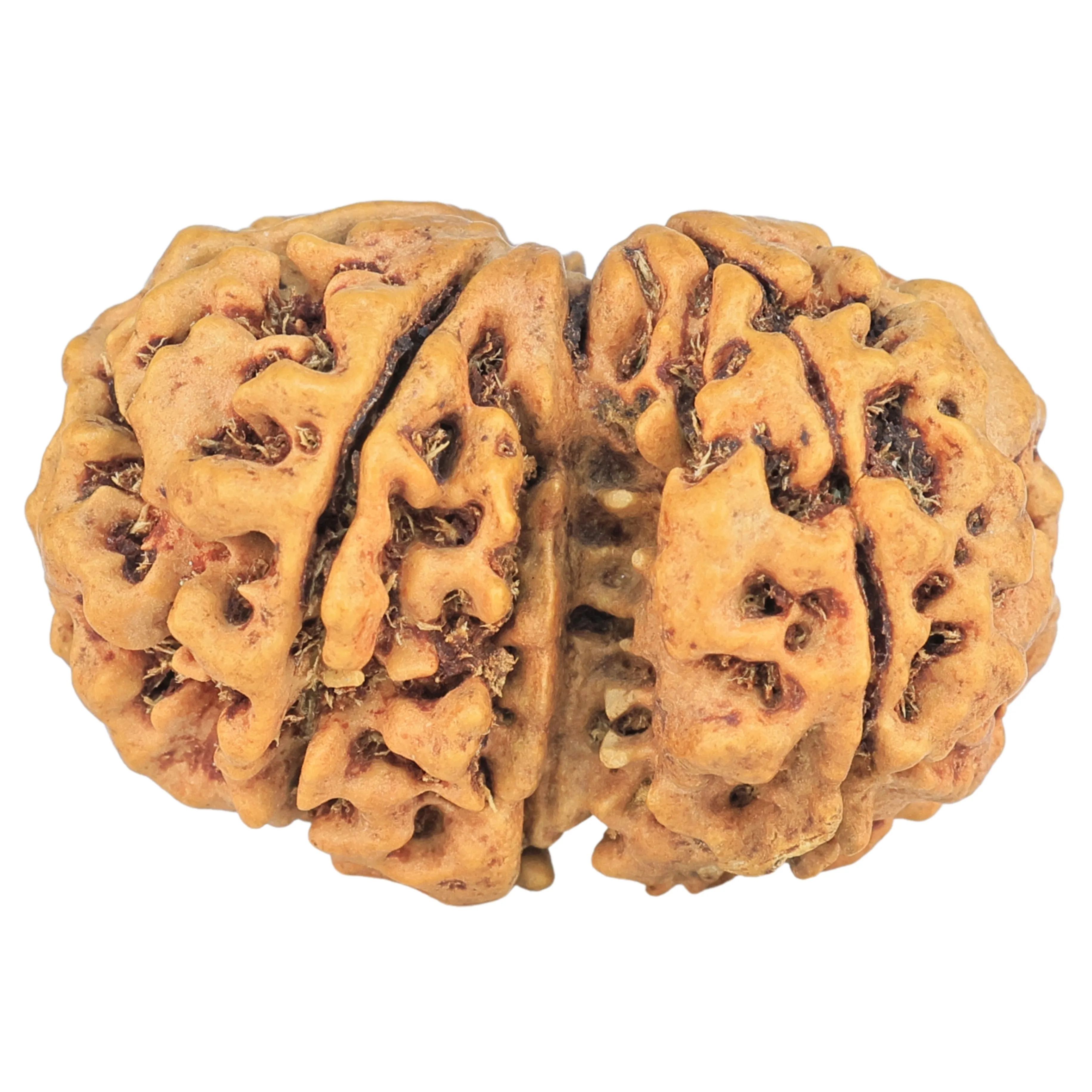 7 MK Gaurishankar 27.1mm 3.91gm - Rudraksha back