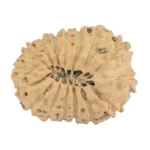 16 Mukhi Rudraksha 18.9mm 1.36gm - Rudraksha back