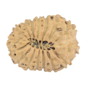 16 Mukhi Rudraksha 18.9mm 1.36gm - Rudraksha back