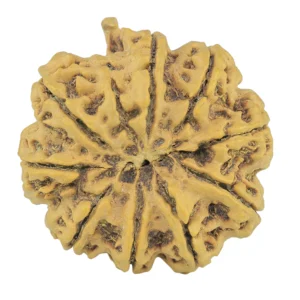 10 Mukhi Ganesh 33.6mm 10gm - Rudraksha back