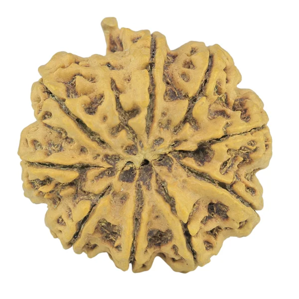 10 Mukhi Ganesh 33.6mm 10gm - Rudraksha back