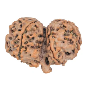 7 MK Gaurishankar 30.6mm 4.66gm - Rudraksha back