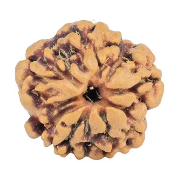 1MK(Underdeveloped) 18.1mm 2gm - Rudraksha back