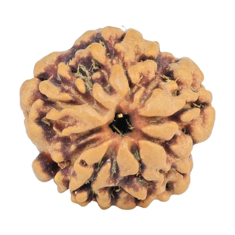 1MK(Underdeveloped) 18.1mm 2gm - Rudraksha back