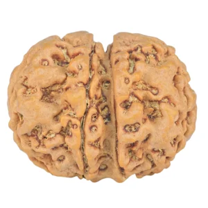7 MK Gaurishankar 26.3mm 4.67gm - Rudraksha back