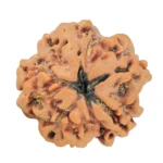 1MK(Underdeveloped) 22.2mm 3.6gm - Rudraksha back