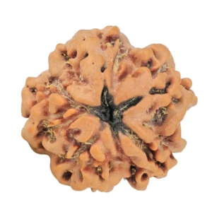 1MK(Underdeveloped) 22.2mm 3.6gm - Rudraksha back
