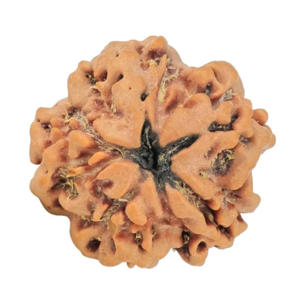 1MK(Underdeveloped) 22.2mm 3.6gm - Rudraksha back