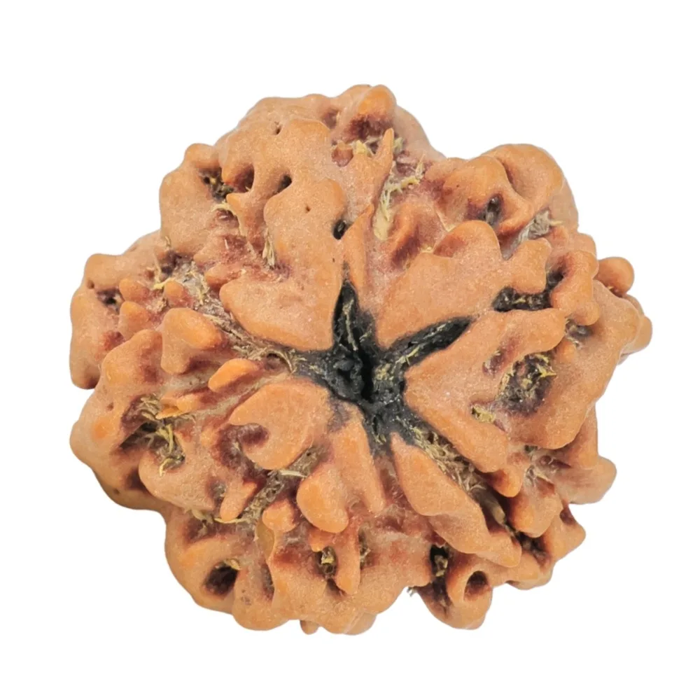 1MK(Underdeveloped) 22.2mm 3.6gm - Rudraksha back