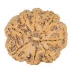 8 Mukhi Rudraksha 28mm 6.94gm - Rudraksha back