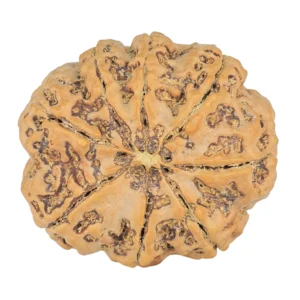 8 Mukhi Rudraksha 28mm 6.94gm - Rudraksha back