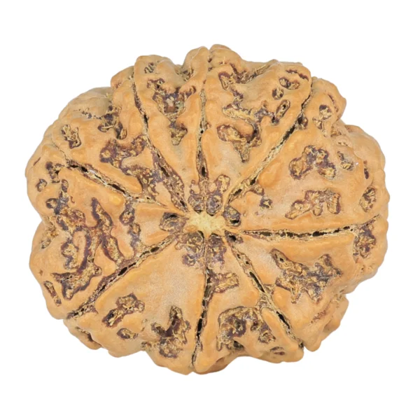 8 Mukhi Rudraksha 28mm 6.94gm - Rudraksha back