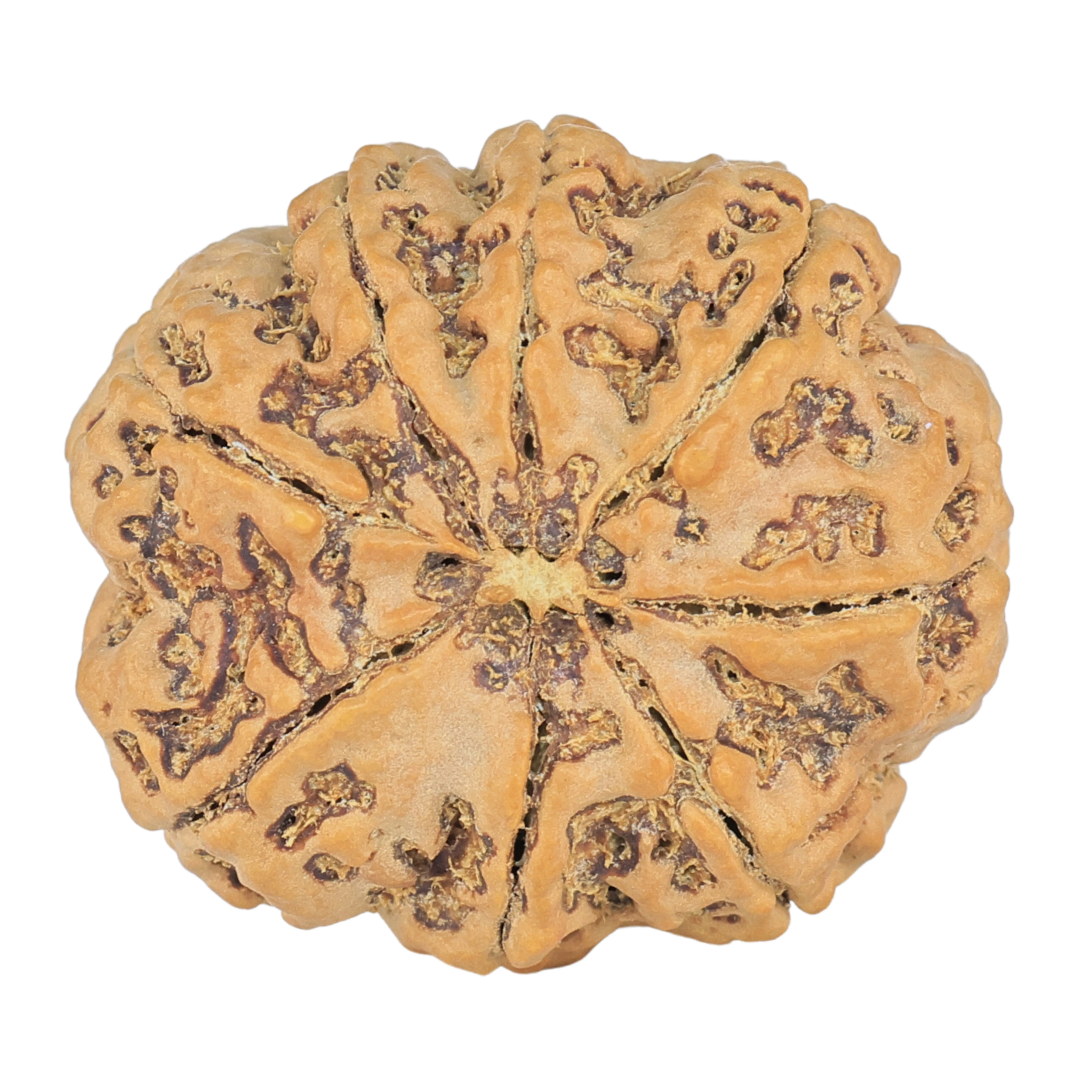 8 Mukhi Rudraksha 28mm 6.94gm - Rudraksha back
