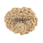 17 Mukhi Rudraksha 19.2mm 1.38gm - Rudraksha back