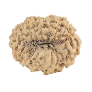 17 Mukhi Rudraksha 19.2mm 1.38gm - Rudraksha back