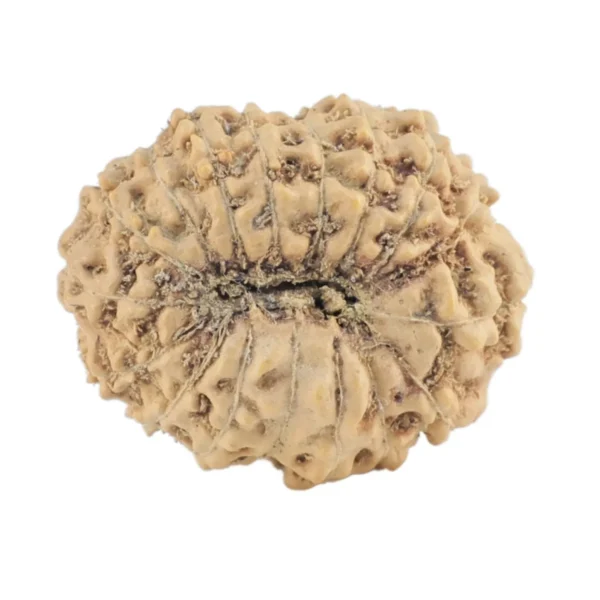 17 Mukhi Rudraksha 19.2mm 1.38gm - Rudraksha back