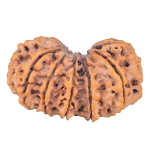 13 MK Gaurishankar 41mm 9.99gm - Rudraksha back