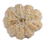 9 Mukhi Rudraksha 32.3mm 9.75gm - Rudraksha back