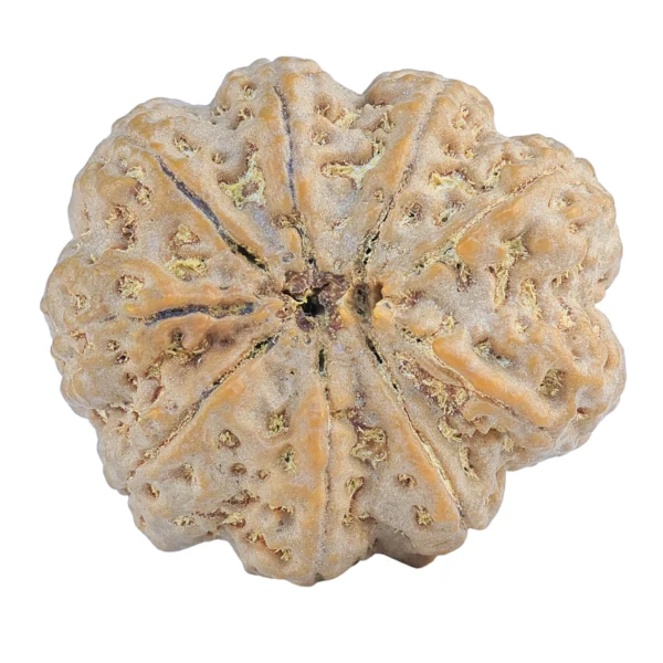 9 Mukhi Rudraksha 32.3mm 9.75gm - Rudraksha back