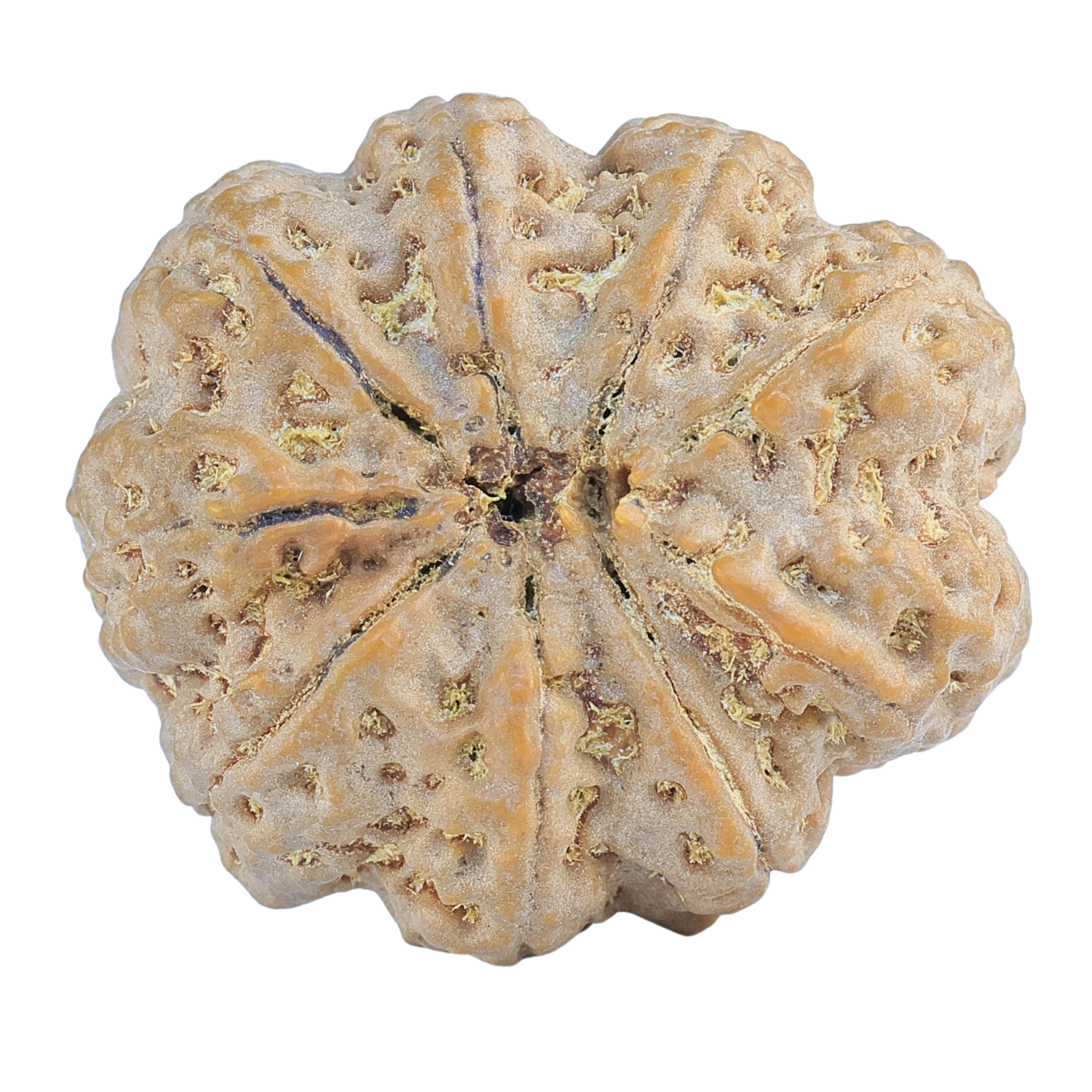 9 Mukhi Rudraksha 32.3mm 9.75gm - Rudraksha back