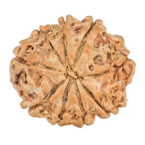 9 Mukhi Rudraksha 20.5mm 2.64gm - Rudraksha back