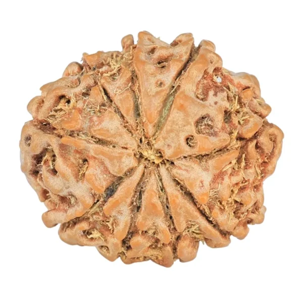 9 Mukhi Rudraksha 20.5mm 2.64gm - Rudraksha back