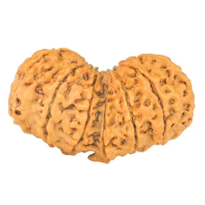 13 MK Gaurishankar 37.1mm 6.59gm - Rudraksha back