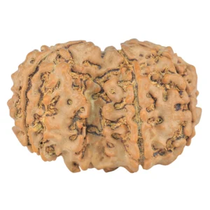 7 MK Gaurishankar 31.1mm 4.91gm - Rudraksha back