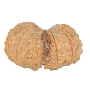 9 MK Gaurishankar 39.9mm 9.17gm - Rudraksha back